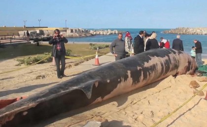 "حوت الإسكندرية" مات من الجوع وهيتعرض في متحف علوم البحار بعد سنتين