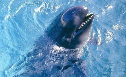 10 دلافيين من نوع نادر ظهروا لأول مرة في الغردقة 