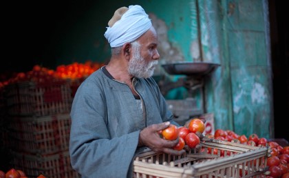 مصر هتصدر الطماطم لكندا والعنب للمغرب لأول مرة 