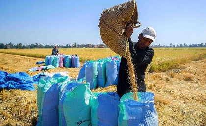 استيراد أول شحنة أرز من الصين كميتها 38 ألف طن من أصل 100 ألف