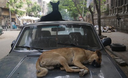 محافظة بني سويف أعدمت 17 ألف كلب ضال 