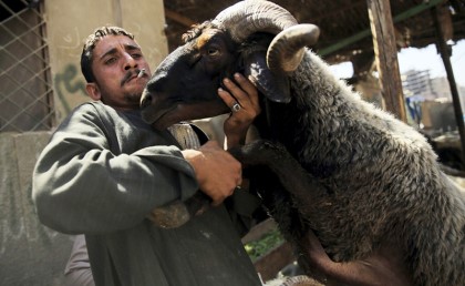 "هي لله": الأضحية في العيد بين تضارب الفتاوى وحقوق الحيوان
