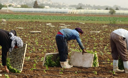 وزارة الري: 200 ألف مزارع هيفقدوا شغلهم بسبب نقص المياه