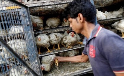 منع بيع الدواجن الحية بسبب إنفلوانزا الطيور 