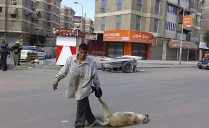 الحبس سنتين لجزار ضرب وقتل كلبين عشان عضّوه