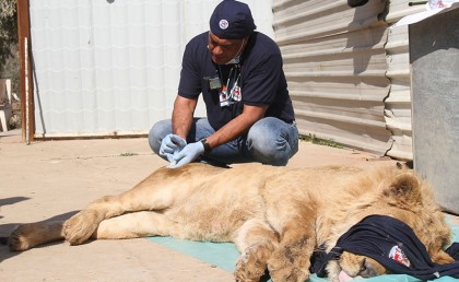 طبيب بيطري مصري بيسافر ينقذ الحيوانات في مناطق الحروب