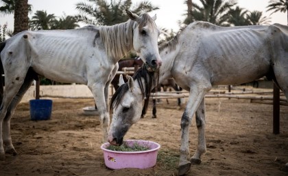 العثور على بقايا حصان مصري عمره 3000 سنة في السودان 