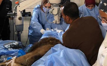 فريق طبي مصري نجح في إجراء جراحة لإزالة المياه البيضاء من عين أسد بحديقة الحيوان