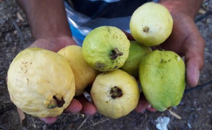 مصر عرضت على السعودية زيارة مزارعنا بسبب منع المملكة استيراد الجوافة