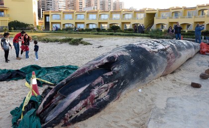 وزير البيئة بيحذر من أكل لحمة الحوت اللي رمته النوة على شط إسكندرية